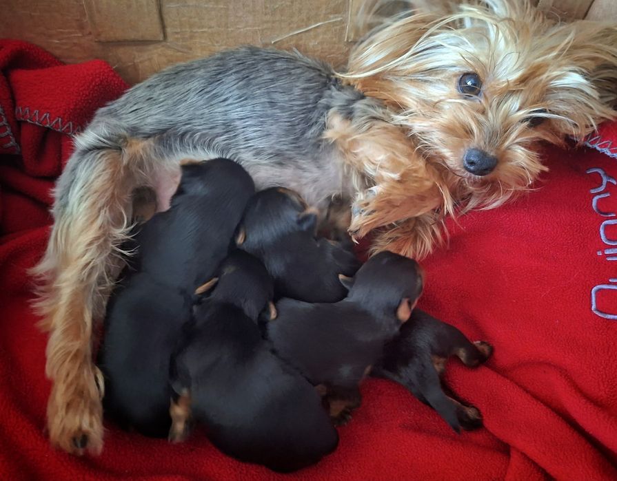 Yorkshire terrier suczki