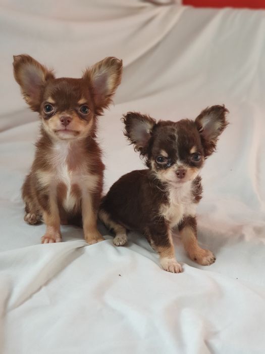 Мини мини девочка чихуахуа