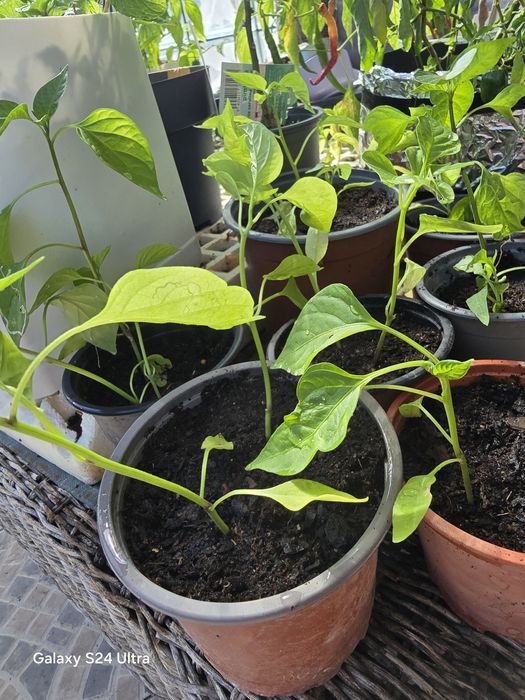 Vende-se pimentas Jalapeno, Naga viper, habanero etc...