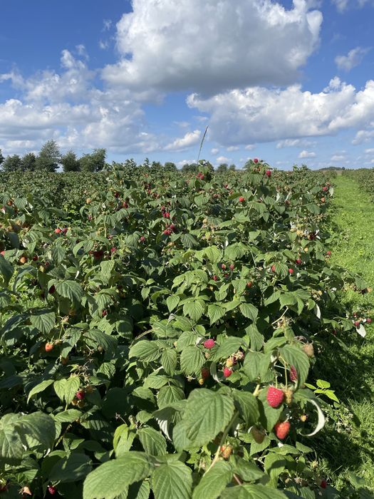 Maliny z własnej  plantacji