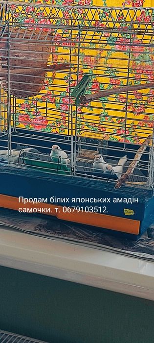 Клетки для амадин