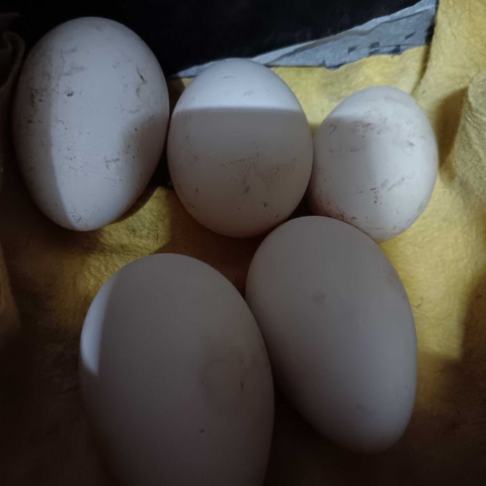 Envio Ovos de ganso / ganso macho branco