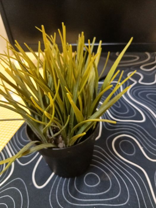Planta de decoração