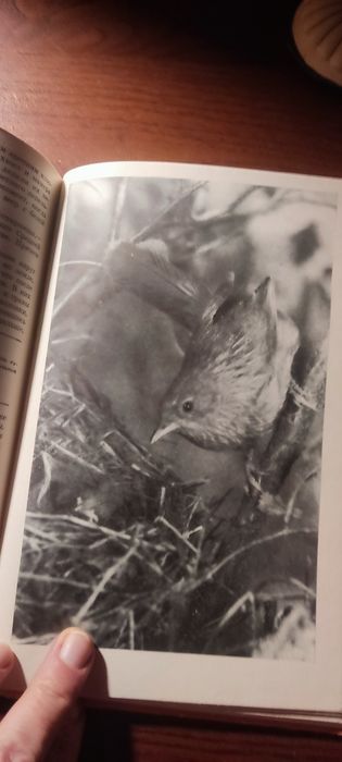 Голованова   С фотоаппаратом за синей птицей
