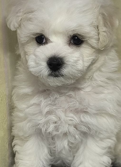 Бішон фрізе, КСУ, дівчинка