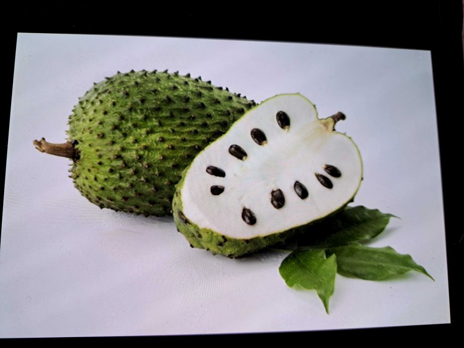 Semente Graviola(Anona Muricata)