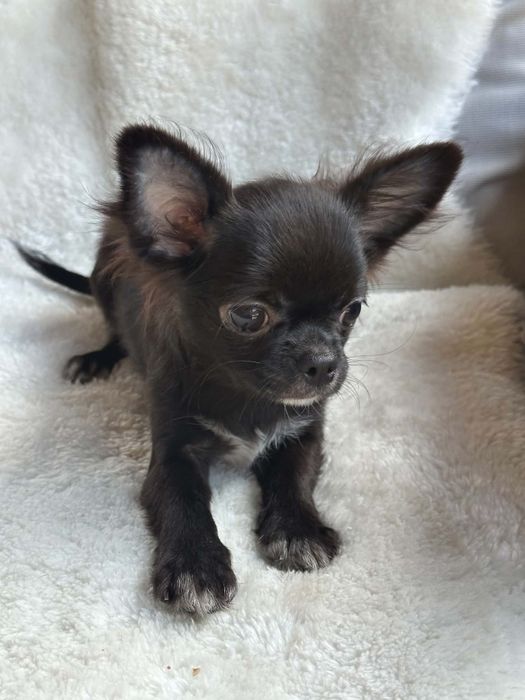 Cudowny chlopiec Chihuahua  dlugowlosy