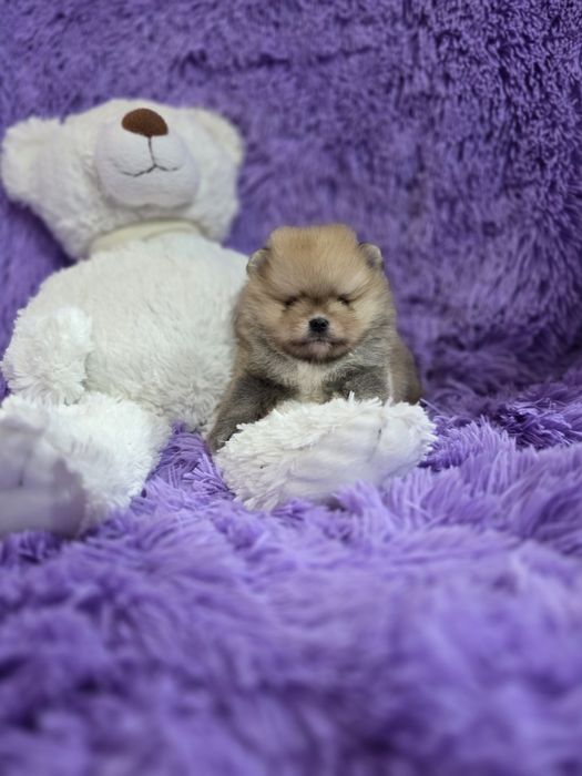 Pomeranian,szpic miniaturowy maleńki piesek Oreo