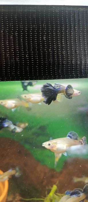 Gupiki blue dragon elephant samce