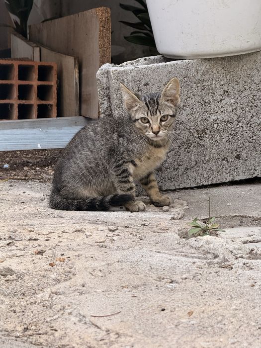 Gatinhos para dar