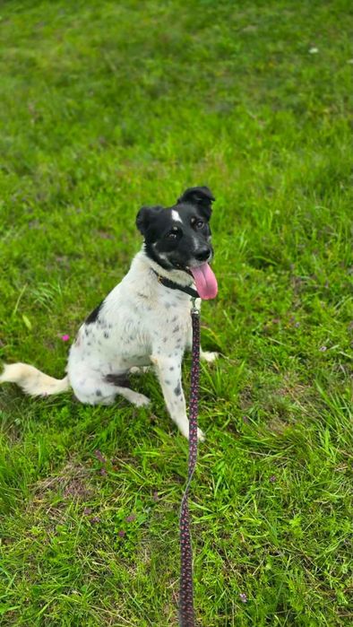 Łagodna młoda suczka Kora- adoptuj