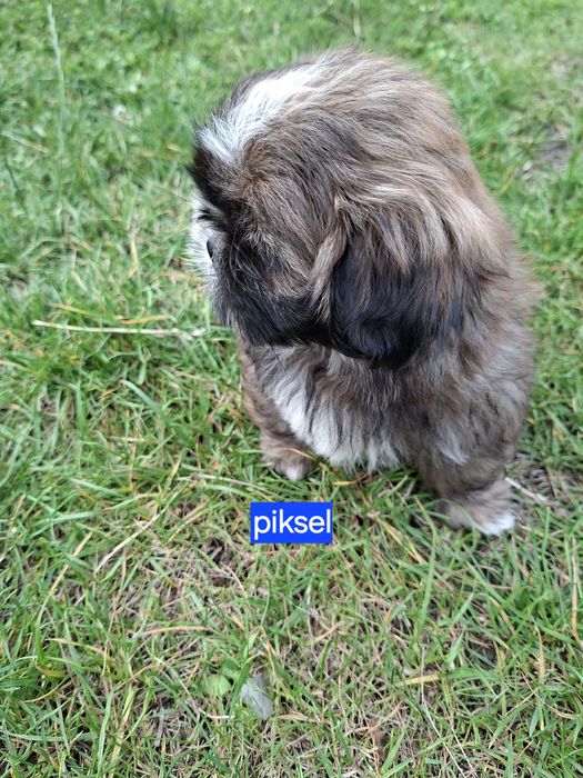 Shih-tzu zapraszam do rezerwacji