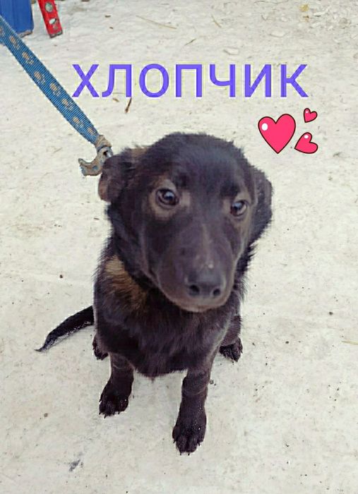Цуцики хлопчік дівчинка Черкаси