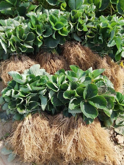 Sadzonki truskawek Honey Christine Polka