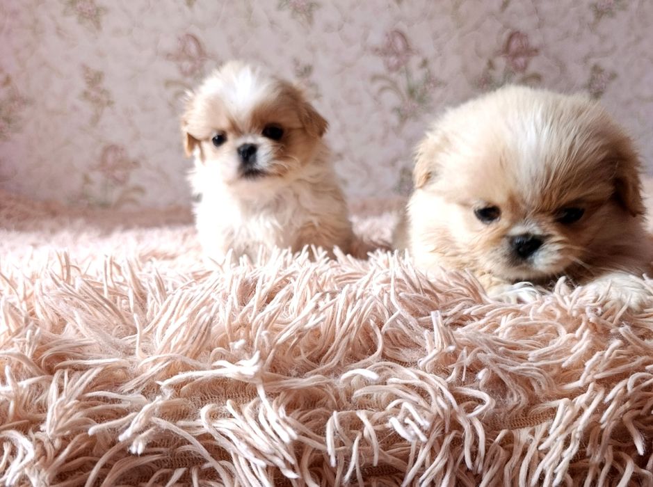Цуценята породи пекінес