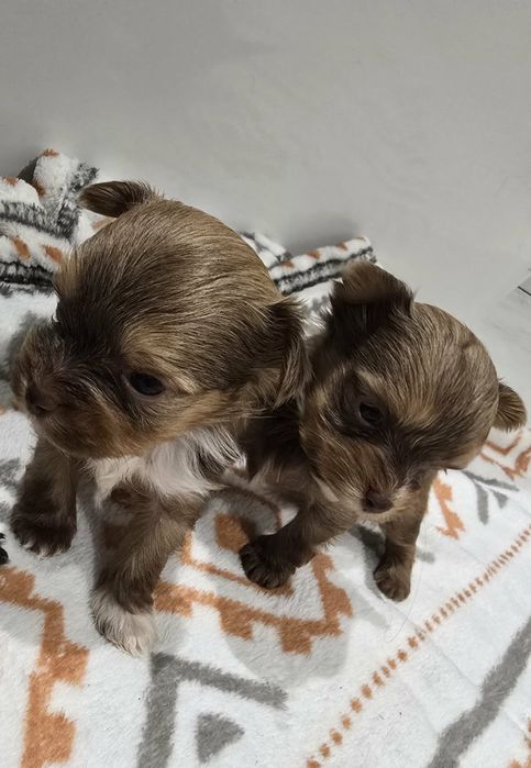 York CZEKOLADOWY rodowód 5 pokoleniowy samiec ostatni wolny