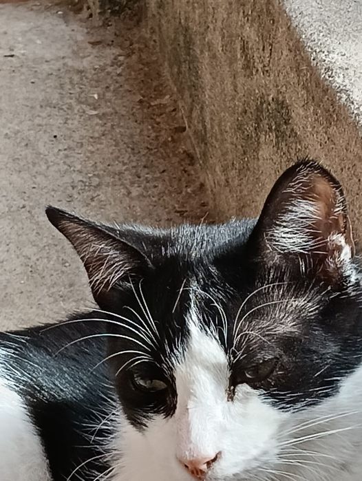 gato jovem para adoção responsável