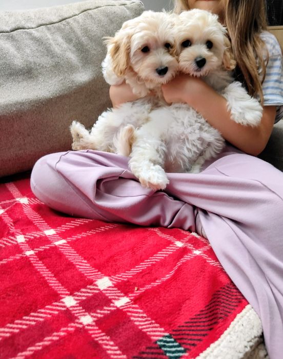 Maltipoo F1 suczka maltańczyk i pudel toy