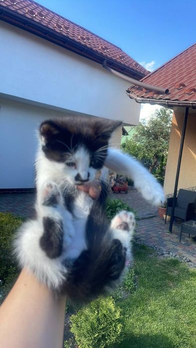 кошенятка самостійні