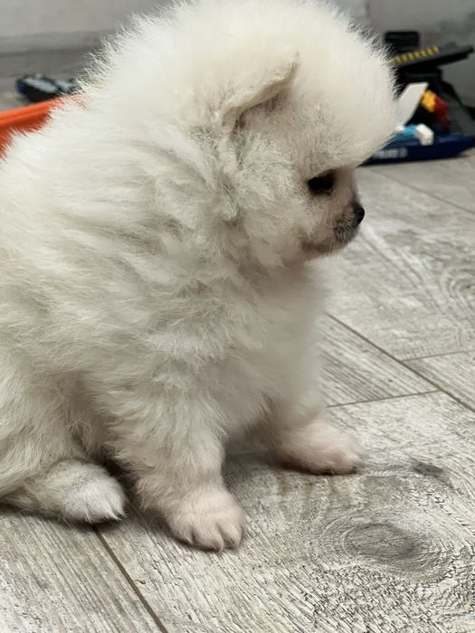 Кремова дівчинка ))