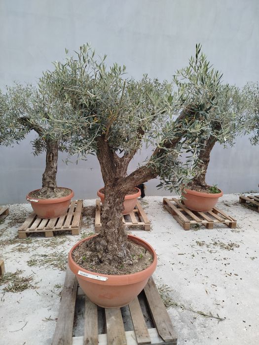 Drzewka oliwne bonsai