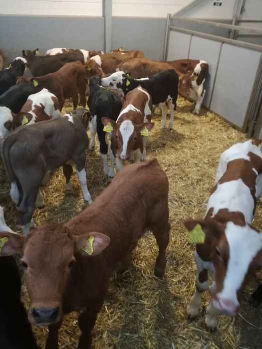 Byczki I JAŁÓWKI polskie SKÓRCZ