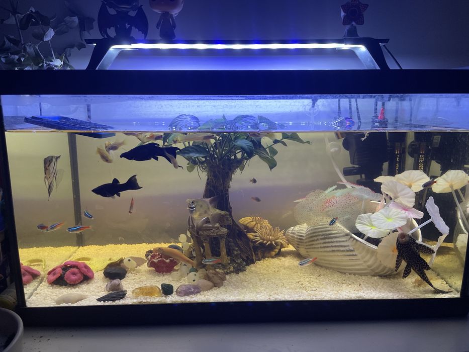Aquario 50L com bomba e aquecimento e varios peixes