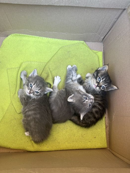 Котята віддам безкоштовно