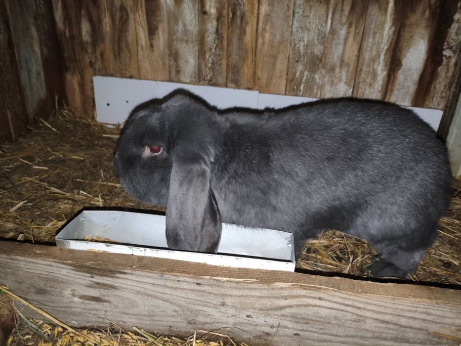 Samiec Baran Francuski Niebieski