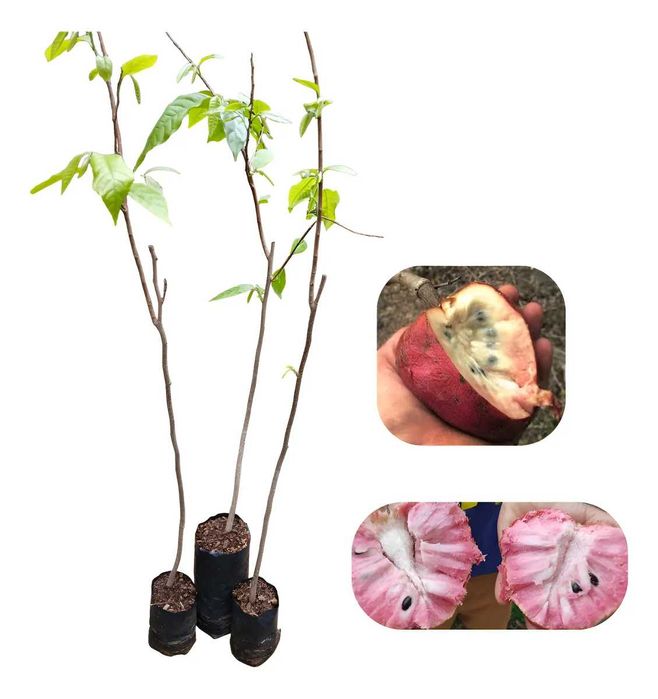 ANONEIRA reticulada -  coração-de-boi (Annona reticulata),