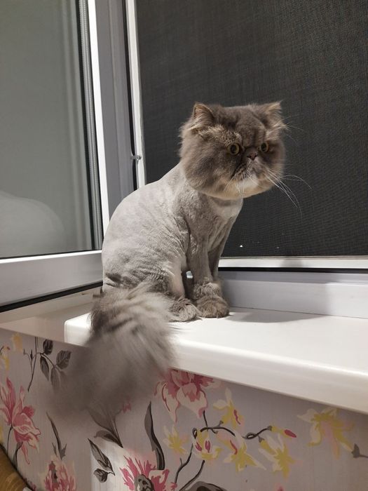 Стрижка котиків, грумінг котів Крюківщина, Вишневе,Білогородка