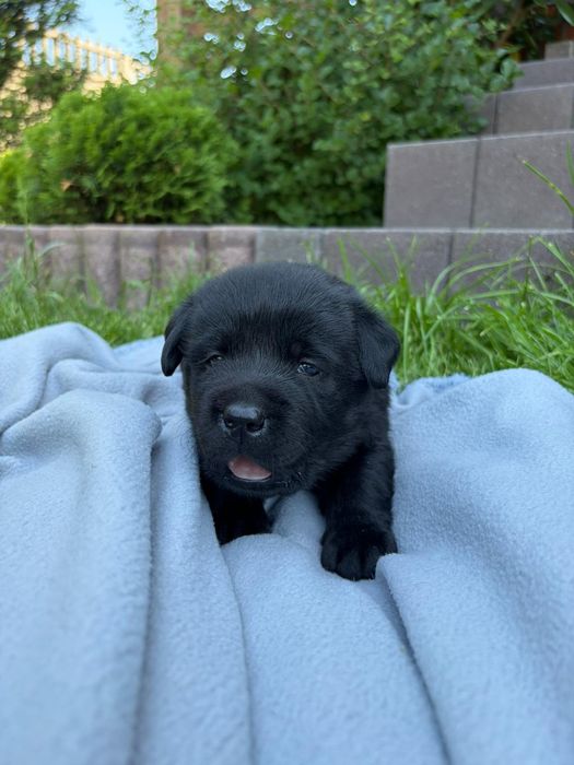 Szczeniak Labrador Retriever