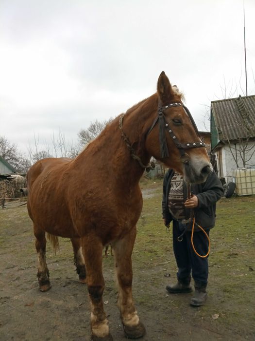 Продам  кобилу   ваговоза.