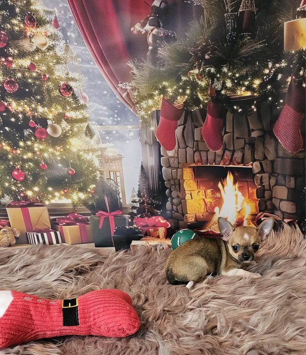 Chihuahua tricolor piesek xs