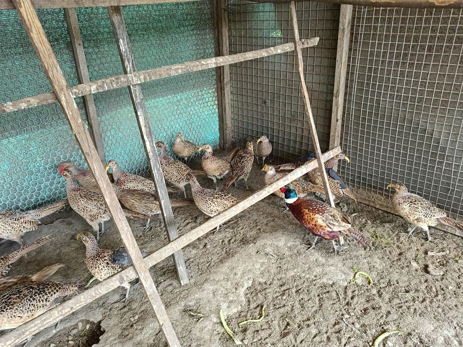 Bazanty kury polne łowne koguty