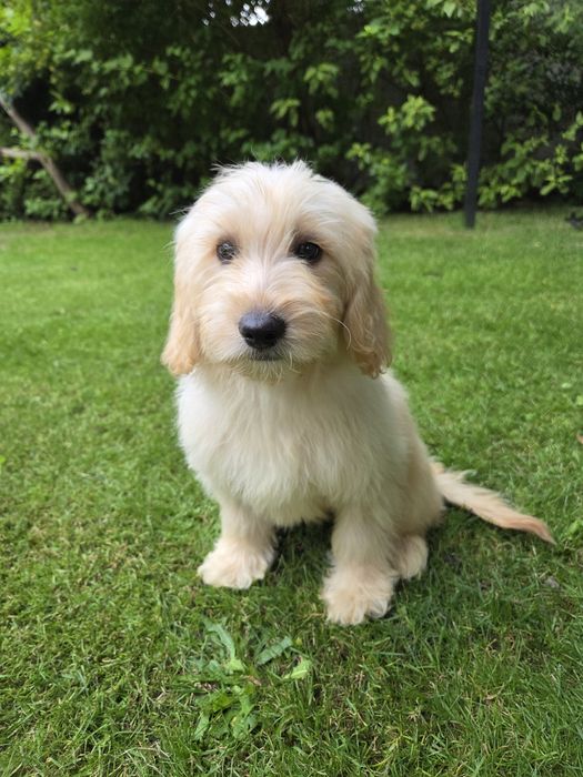 Goldendoodle mini suczka