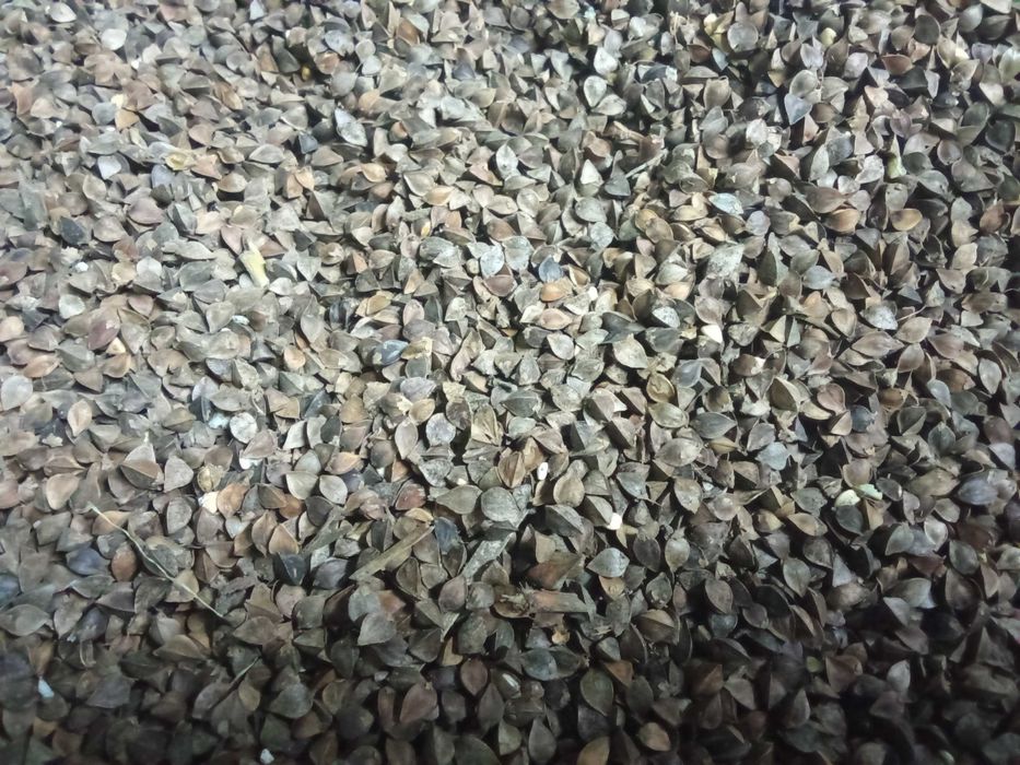 Gryka sprzedam zbiór 2025