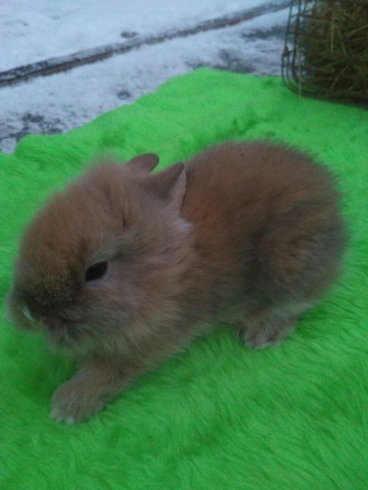 Декоративні Кролики