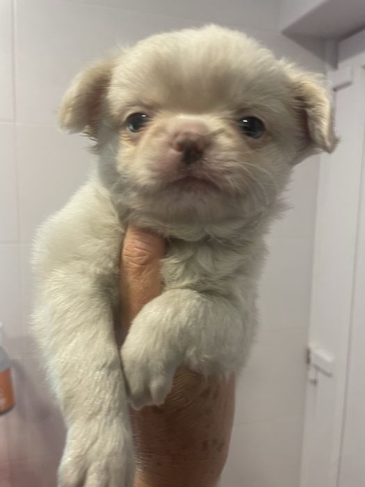 Chihuahua macho top excelente chocolate branco pelagem cumprida
