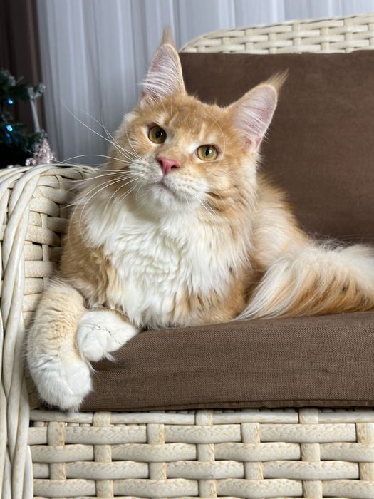 Harvey- Kocurek Maine Coon