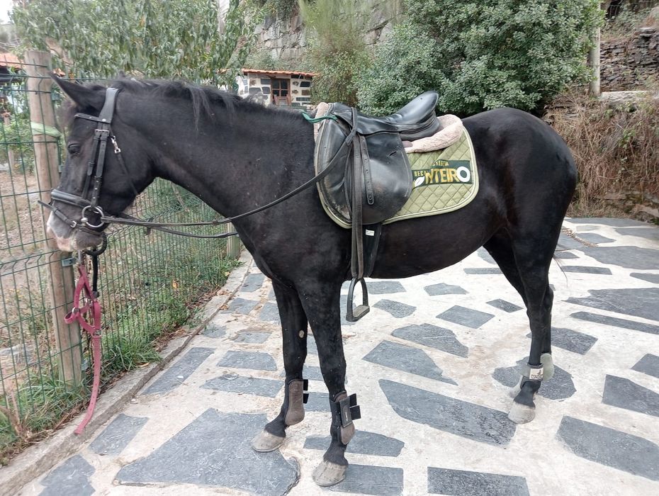 Garrana 2 anos e meio montada/engatada gestante