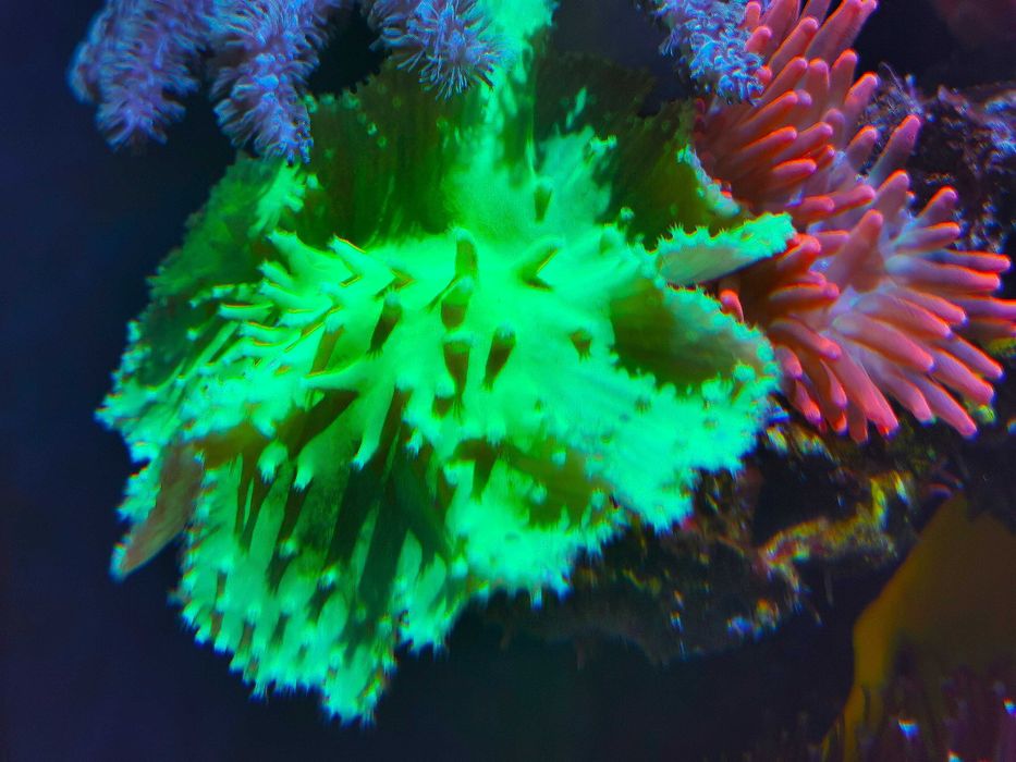Koralowiec "Sinularia brassica ultra green fluo" - akwarium morskie