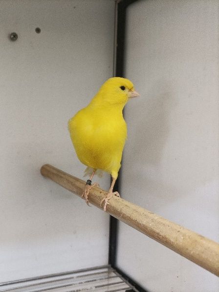 Canários Amarelos Intensos e Nevados