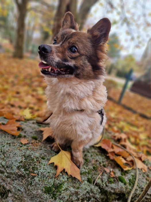 Kolejna zima za kratami i tak od kilku lat. Nikt go nie chce