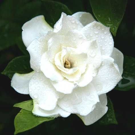 Gardenia "Crown Jewel, mrozoodporna do uprawy gruntowej! Piękny zapach