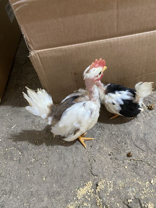 Nini garnizés jovens de varias cores