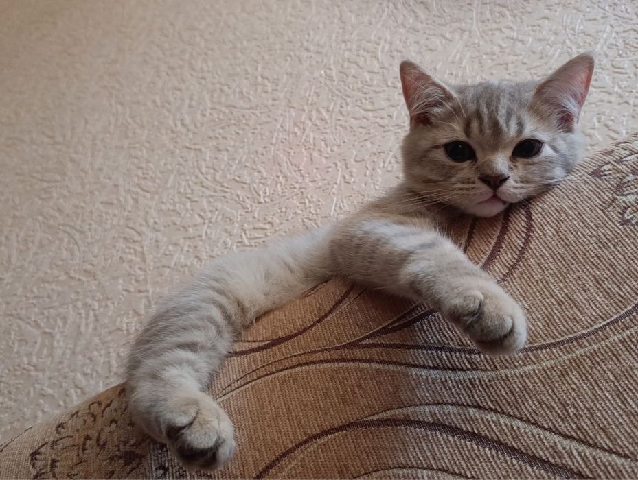 Віддам шотландське  кошеня