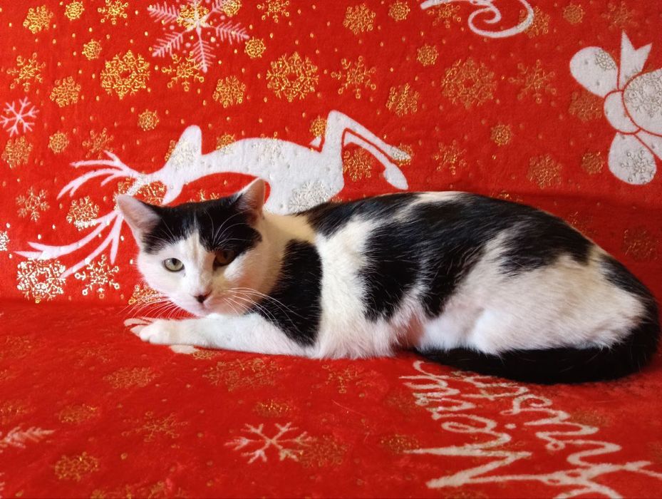 Красивые кошечки из приюта