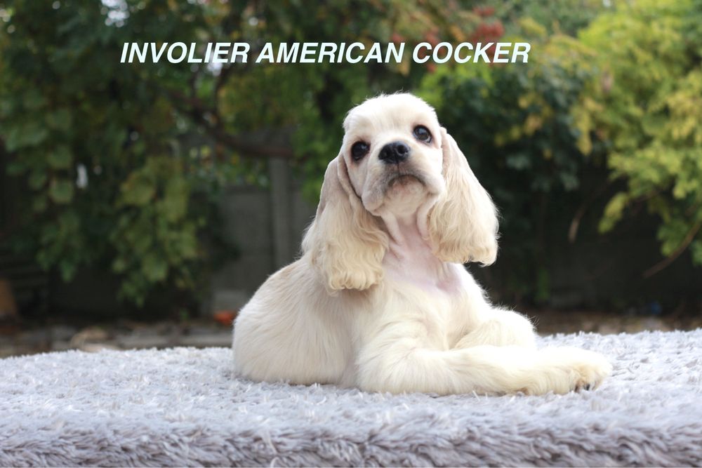 Хлопчик, Американський Кокер Спаніель