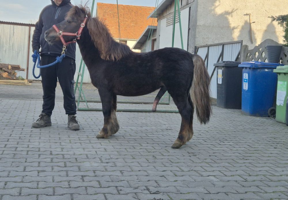 Sprzedam kuca szetlanda ogierek